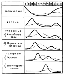 Сезонный ход развития планктона на разных широтах океана (по Богорову). Сплошная линия — фитопланктон, пунктир — зоопланктон. Рисунок 74. Сезонный ход развития планктона на разных широтах океана (по Богорову). Сплошная линия — фитопланктон, пунктир — зоопланктон.