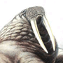 Морж (Odobenus rosmarus Linnaeus, 1758) Морж (Odobenus rosmarus Linnaeus, 1758)