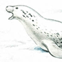 Тюлень-крабоед (Lobodon carcinophagus Hombron and Jacquinot, 1842) Тюлень-крабоед (Lobodon carcinophagus Hombron and Jacquinot, 1842)
