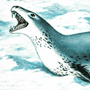 Морской леопард (Hydrurga leptonix Blainville, 1828) Морской леопард (Hydrurga leptonix Blainville, 1828)