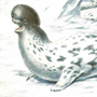 Хохлач (Cystophora cristata Erxleben, 1777) Хохлач (Cystophora cristata Erxleben, 1777)