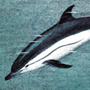 Обыкновенный дельфин (Delphinus delphis Linnaeus, 1758) Обыкновенный дельфин (Delphinus delphis Linnaeus, 1758)