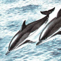 Атлантический белобокий дельфин (Lagenorhynchus aeutus Gray, 1828) Атлантический белобокий дельфин (Lagenorhynchus aeutus Gray, 1828)
