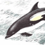 Тихоокеанский белобокий дельфин (Lagenorhynchus obliquidens Gill, 1865) Тихоокеанский белобокий дельфин (Lagenorhynchus obliquidens Gill, 1865)