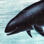 Малая, или чёрная, косатка (Pseudorca crassidens Owen, 1846) Малая, или чёрная, косатка (Pseudorca crassidens Owen, 1846)