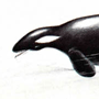 Косатка (Orcinus оrcа Linnaeus, 1758) Косатка (Orcinus оrcа Linnaeus, 1758)