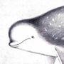 Серый дельфин (Crampus griseus G.Cuvier, 1812) Серый дельфин (Crampus griseus G.Cuvier, 1812)