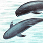 Беспёрая морская свинья (Neophocoena phocoenoides G. Cuvier, 1829) Беспёрая морская свинья (Neophocoena phocoenoides G. Cuvier, 1829)