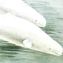 Белуха (Delphinapterus leucas Pallas, 1776) Белуха (Delphinapterus leucas Pallas, 1776)
