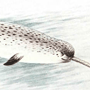 Нарвал (Monodon monoceros Linnaeus, 1758) Нарвал (Monodon monoceros Linnaeus, 1758)