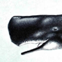 Кашалот (Physeter catodon Linnaeus, 1758) Кашалот (Physeter catodon Linnaeus, 1758)