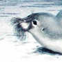 Морской заяц, или лахтак (Erignatus barbatus Erxleben, 1777) Морской заяц, или лахтак (Erignatus barbatus Erxleben, 1777)