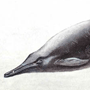 Клюворыл (Ziphius cavirostris G. Cuvier, 1823) Клюворыл (Ziphius cavirostris G. Cuvier, 1823)