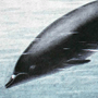 Командорский ремнезуб (Mesoplodon stejnegeri True, 1885) Командорский ремнезуб (Mesoplodon stejnegeri True, 1885)