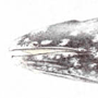 Серый кит (Eschrichtius gibbosus Erxieben, 1777) Серый кит (Eschrichtius gibbosus Erxieben, 1777)