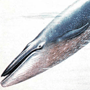 Синий, или голубой, кит (Balaenoptera musculus Linnaeus, 1758) Синий, или голубой, кит (Balaenoptera musculus Linnaeus, 1758)