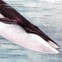 Финвал (Balaenoptera physalus Linnaeus, 1758) Финвал (Balaenoptera physalus Linnaeus, 1758)