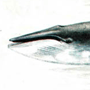 Сейвал (Balaenoptera borealis Lesson, 1828) Сейвал (Balaenoptera borealis Lesson, 1828)