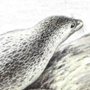 Обыкновенный тюлень (Phoca vitulina Linnaeus, 1758) Обыкновенный тюлень (Phoca vitulina Linnaeus, 1758)