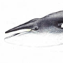 Малый полосатик (Balaenoptera acutorostrata Lacepede, 1804) Малый полосатик (Balaenoptera acutorostrata Lacepede, 1804)