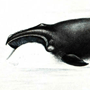 Южный гладкий кит (Eubalaena glacialis Miiller, 1776) Южный гладкий кит (Eubalaena glacialis Miiller, 1776)