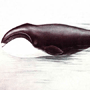 Гренландский кит (Balaena mysticetus Linnaeus, 1758) Гренландский кит (Balaena mysticetus Linnaeus, 1758)