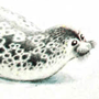 Кольчатая нерпа, или тюлень (Pusa hispida Scbreber, 1775) Кольчатая нерпа, или тюлень (Pusa hispida Scbreber, 1775)