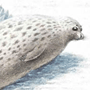 Каспийский тюлень, или нерпа (Pusa caspica Gmelin, 1788) Каспийский тюлень, или нерпа (Pusa caspica Gmelin, 1788)